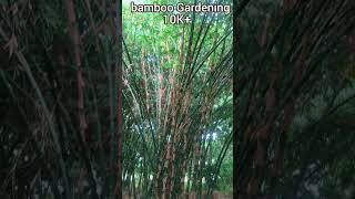 bamboo Gardening bamboo bambootree bambooplants shorts youtubeshorts viralvideo gardening [upl. by Caplan]