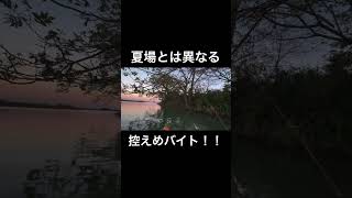 トップに控えめバイト。あなたは気付ける？ バス釣り bassfishing fishing メガバス カヤックフィッシング [upl. by Enaile]