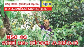 50 ജാതിക്കായിൽ നിന്നും ഒരു കിലോ  ഒരു പത്രി 5G  NUTMEG FARMING  PANAKKTHOTTIYIL SPICES GARDEN [upl. by Yrebmik]