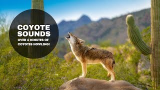 Coyote Sounds  Over 4 minutes of Alarming Coyote Howls [upl. by Weig]