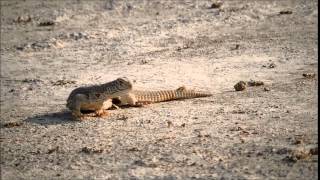 Spiny tailed lizard with infants in Banni Grassland [upl. by Eelrahs]