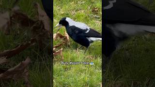 Magpie Nesting Finding Mrs Henry Magpies Home busy magpie mum spring life [upl. by Eibrik320]