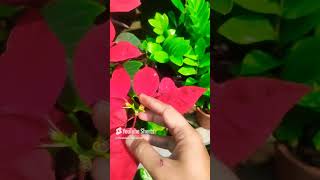 Poinsettia care tips gardencenterlife gardencenter garden poinsettias plantstore flowersviral [upl. by Annel500]