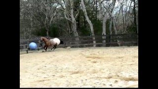 Late Winter Appaloosa Ball Herding [upl. by Ackerman671]