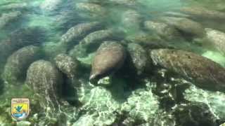 Crystal River Refuges quotManatee Mannersquot for Boaters [upl. by Nileak882]