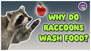 Why Do Raccoons Wash Food  The Critter Commute [upl. by Atihcnoc]