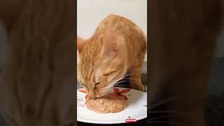 Cat eating asmr 😋 [upl. by Namrehs]