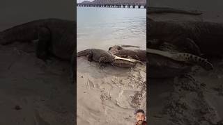 komodo dragon 😨😱🥶 komodo drawing janwar animals video shorts short vlog life jangle [upl. by Nalra]