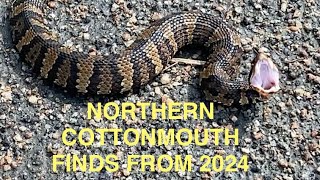 Northern Cottonmouth finds from 2024 [upl. by Ginger]