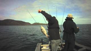 Wellington winter fishing  New Zealand [upl. by Aytida]