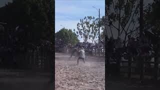 ARAUCANOS shortvideo vaqueros toros shortsvideo [upl. by Toblat632]