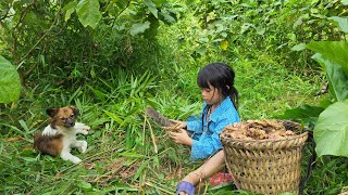 The Little Girl Goes to the Forest to Dig for Ginger Uncle Thanh Finds a School for Linh Dan [upl. by Oiceladni842]