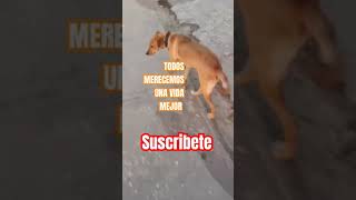 LOS PERROSperros animalesamorpuro cariñososfypシ゚viral shortyoutube dog viralvideos [upl. by Fannie]