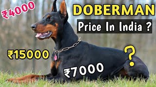 Doberman Pinscher Dog Price In India 2024  Price Of Doberman In India [upl. by Fates]