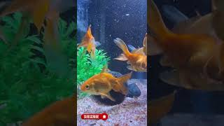 Mini Goldfish Aquarium shorts shorts Aquarium Lovers Pune [upl. by Dippold]