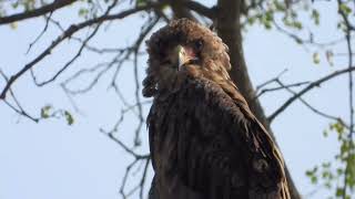 African birds Two Eagles [upl. by Trudey]