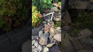 DIY Courtyard ponds October 2024 pondlife [upl. by Johns587]