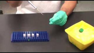 Serial Dilutions [upl. by Turk]