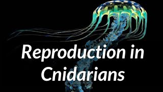 Biology  Phylum Cnidaria  Reproduction in Cnidarians [upl. by Sauer930]