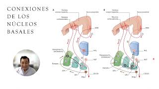 Anatomía de lo Núcleos Basales [upl. by Agneta]