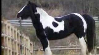 Gypsy Horses of Flying Feather Gypsy Horses [upl. by Jorie]