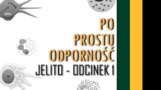 Jelito  Odcinek 1  Trawienie i wchłanianie pokarmu [upl. by Sennahoj78]