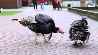 Dieren op de kinderboerderij [upl. by Akirre]