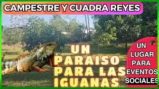 ESTE LUGAR ESTÁ LLENO DE HERMOSAS IGUANAS🐴🐴🐴 [upl. by Ever]