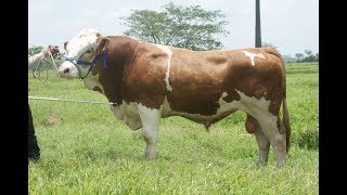 Características del Ganado Simmental TvAgro por Juan Gonzalo Angel [upl. by Nahpets874]