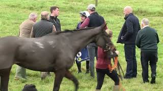 P2P  Duhallow  10 Nov 2024  R1 The Goffs Coral Gold Cup Sale 4yo Mares Maiden [upl. by Bopp]