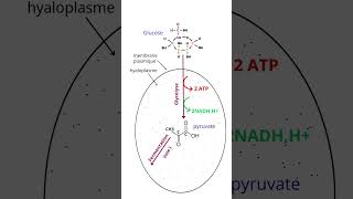 Dégradation Du Glucose Dans La Cellule Voie Aérobie Et Voie Anaérobie [upl. by Ybanrab]