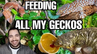 Feeding All My Pet Geckos Tokays Leaf Tails and more [upl. by Bander]