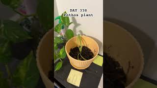 DAY 338 of monitoring the Pothos plant [upl. by Abisha]