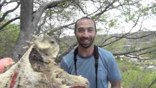 Giant horned lizard Phrynosoma asio [upl. by Roux]