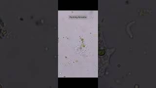 An Amoeba Hunts for Food  15x Speed microscopy aquarium science nature [upl. by Anhcar]