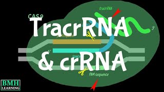 TracrRNA  crRNA  TransActivating CRISPR RNA [upl. by Nehr53]