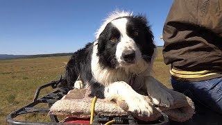 Working Dogs  Farm To Fork Wyoming [upl. by Gravante]