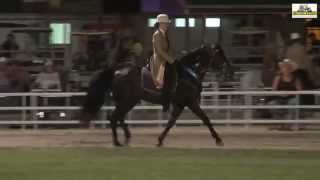 Misouri Fox Trotter Ava 2014 English Pleasure Stallions u Geldings nC [upl. by Baldridge]