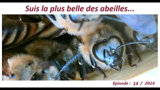 Suis la plus belle des abeillesapiculteurlesabeillesdefred07apicultureabeille [upl. by Yerga]