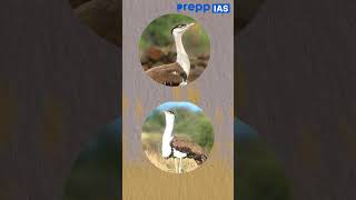 The Great Indian Bustard A Majestic Bird on the Brink of Extinction  upsc currentaffairs [upl. by Renat859]