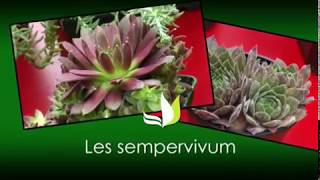 Les sempervivum  une plante facile sans entretien  Truffaut [upl. by Aldis]