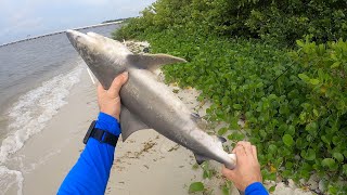 Shore Fishing the Causeway for Sharks Old Tampa Bay [upl. by Wessling]