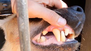 Spotted Hyenas Feeding Frenzy  The Lion Whisperer [upl. by Laenaj]