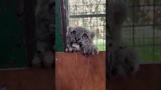 Snow leopard cub cuteness Look at those eyes😍 snowleopard cubs snowleopardcubs bigcats animal [upl. by Eirrem90]