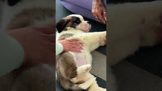 POV You finally get to do puppy yoga with St Bernard puppies 🤭🥹 [upl. by Adnilab]