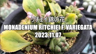 リチェイ錦の花 Monadenium ritchiei f variegata 2023 11 07 [upl. by Uriiah]