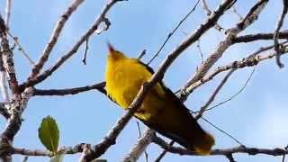 Sárgarigó Oriolus oriolus Golden Oriole [upl. by Lucille483]