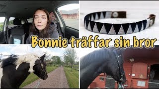 Stallvlogg  Gör egna pannband [upl. by Virnelli]