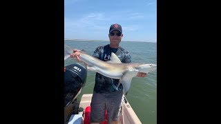 Shark Fishing in Chincoteague Virginia June 2019 Lots of sharks caught [upl. by Kramer]