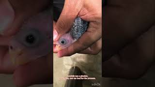 Rosella chicks care removing maggots from nostrils [upl. by Doolittle]